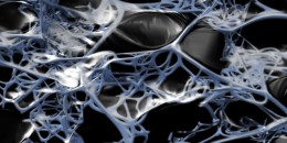 Inhabiting the Rhizome